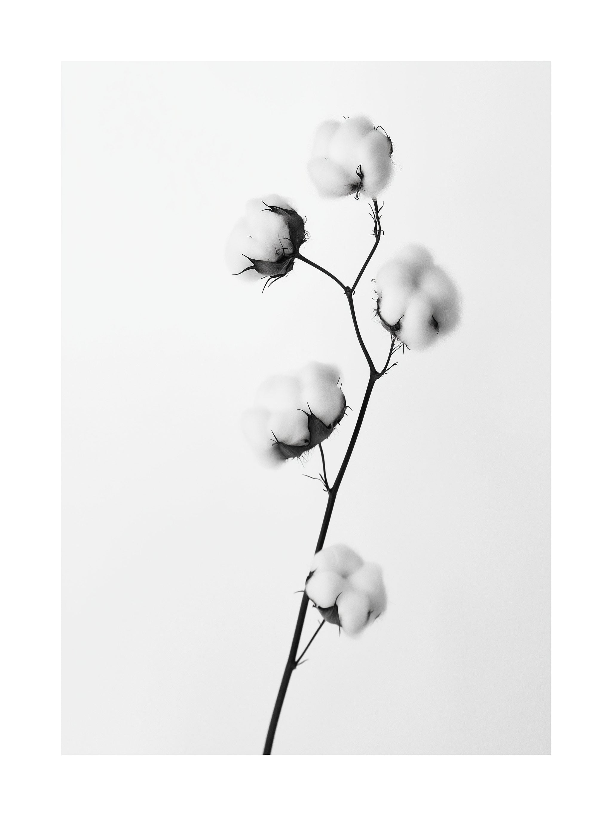 Cotton Stem Minimalist Poster