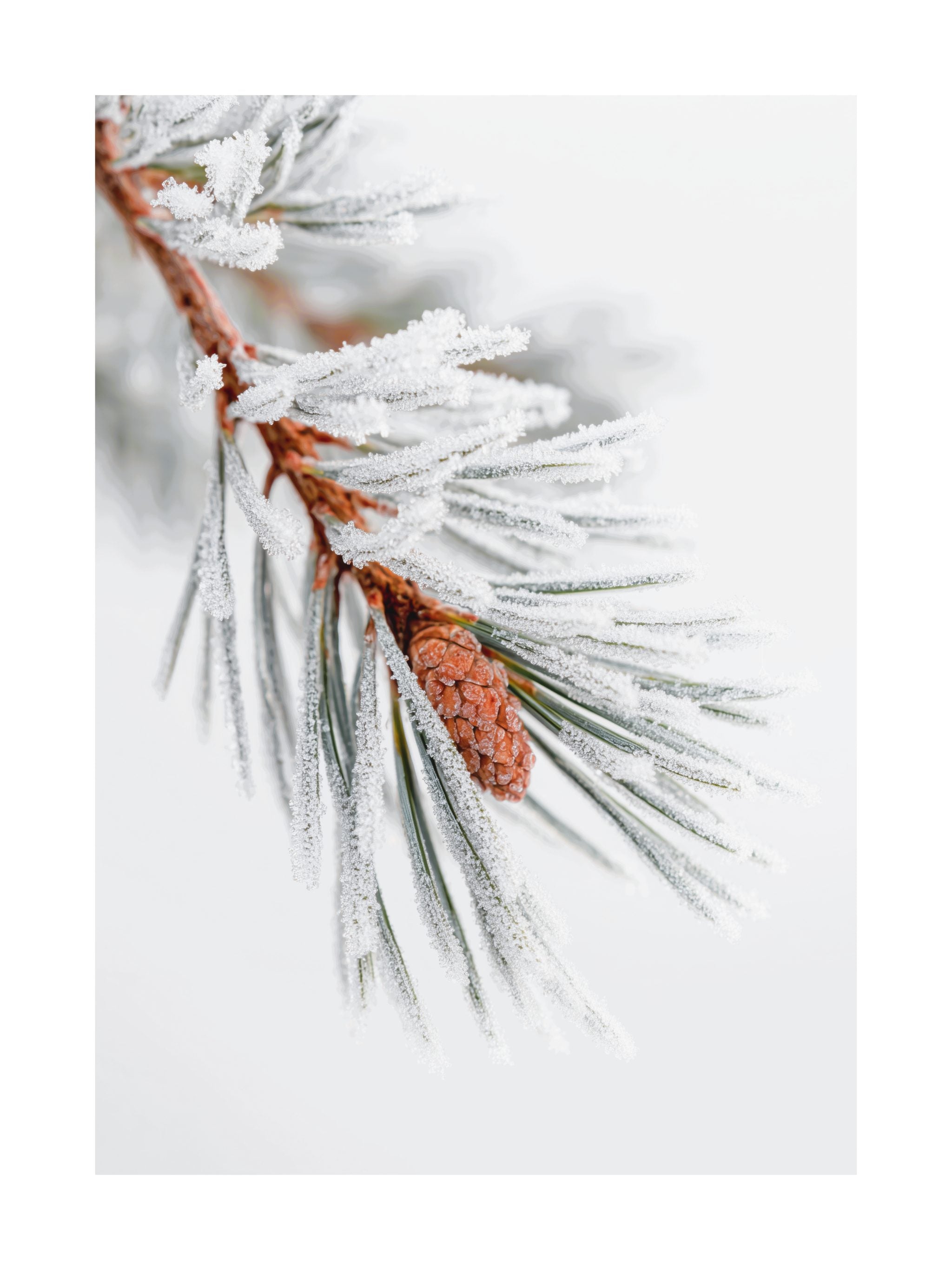 Frosted Pine Branch Poster
