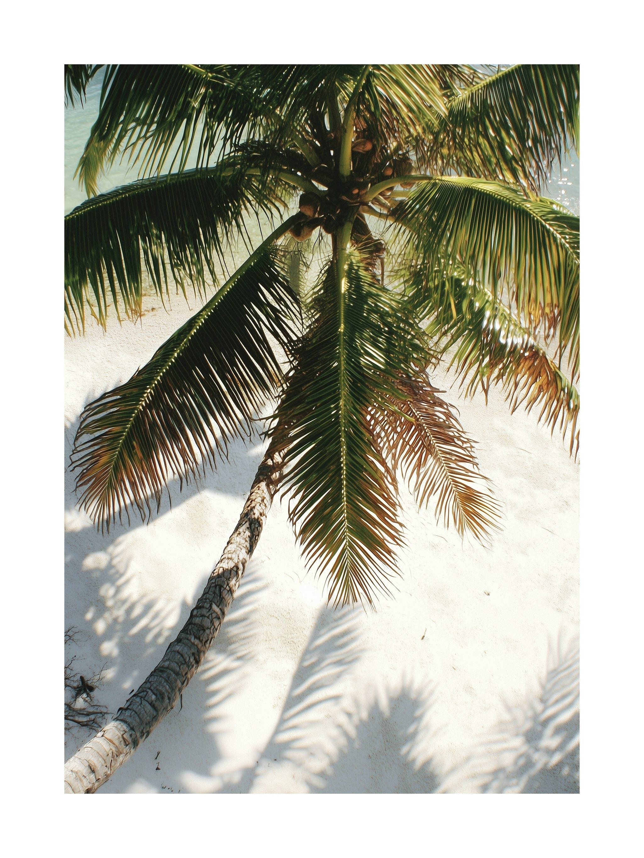 Tropical Palm Shade Poster