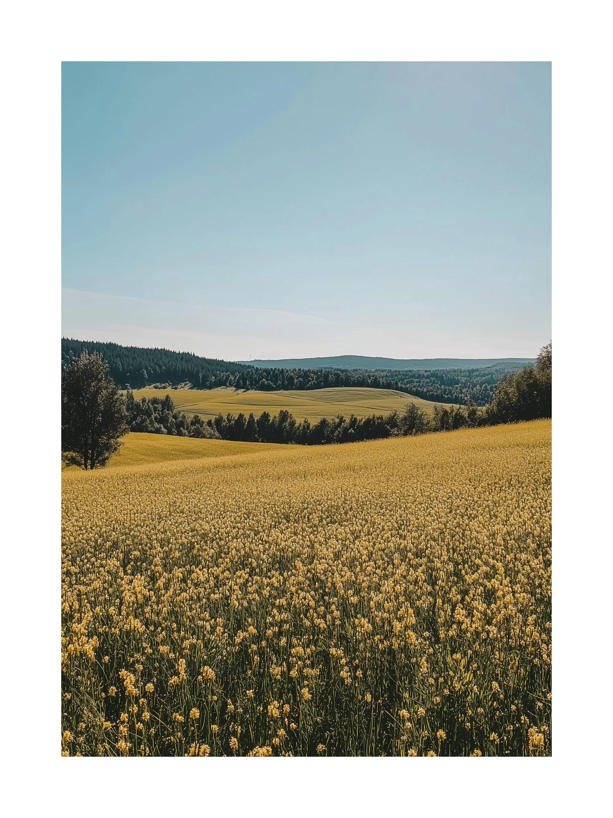 Rapeseed Landscape Horizon Poster