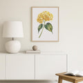 Yellow Hydrangea Poster