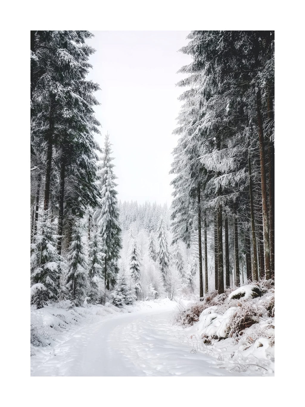 Winter Forest Path Poster
