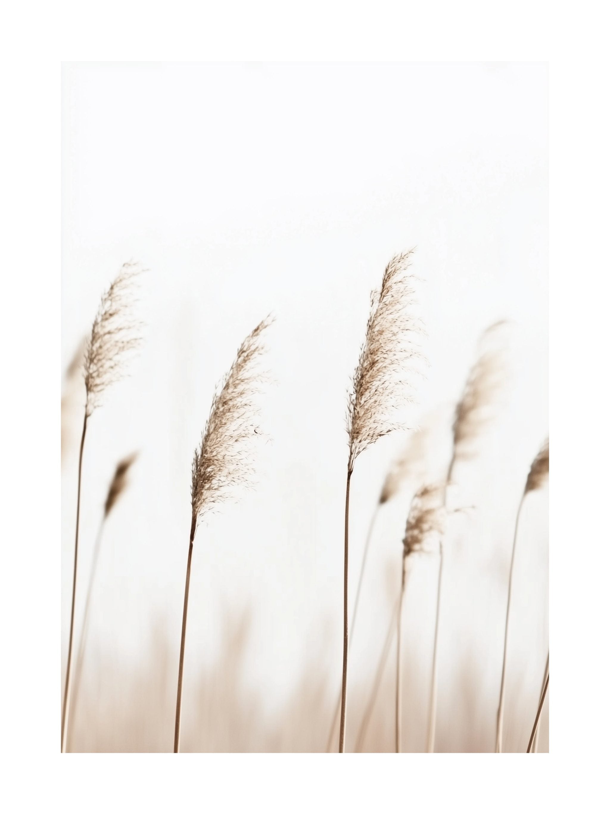 Golden Reeds in Wind Poster