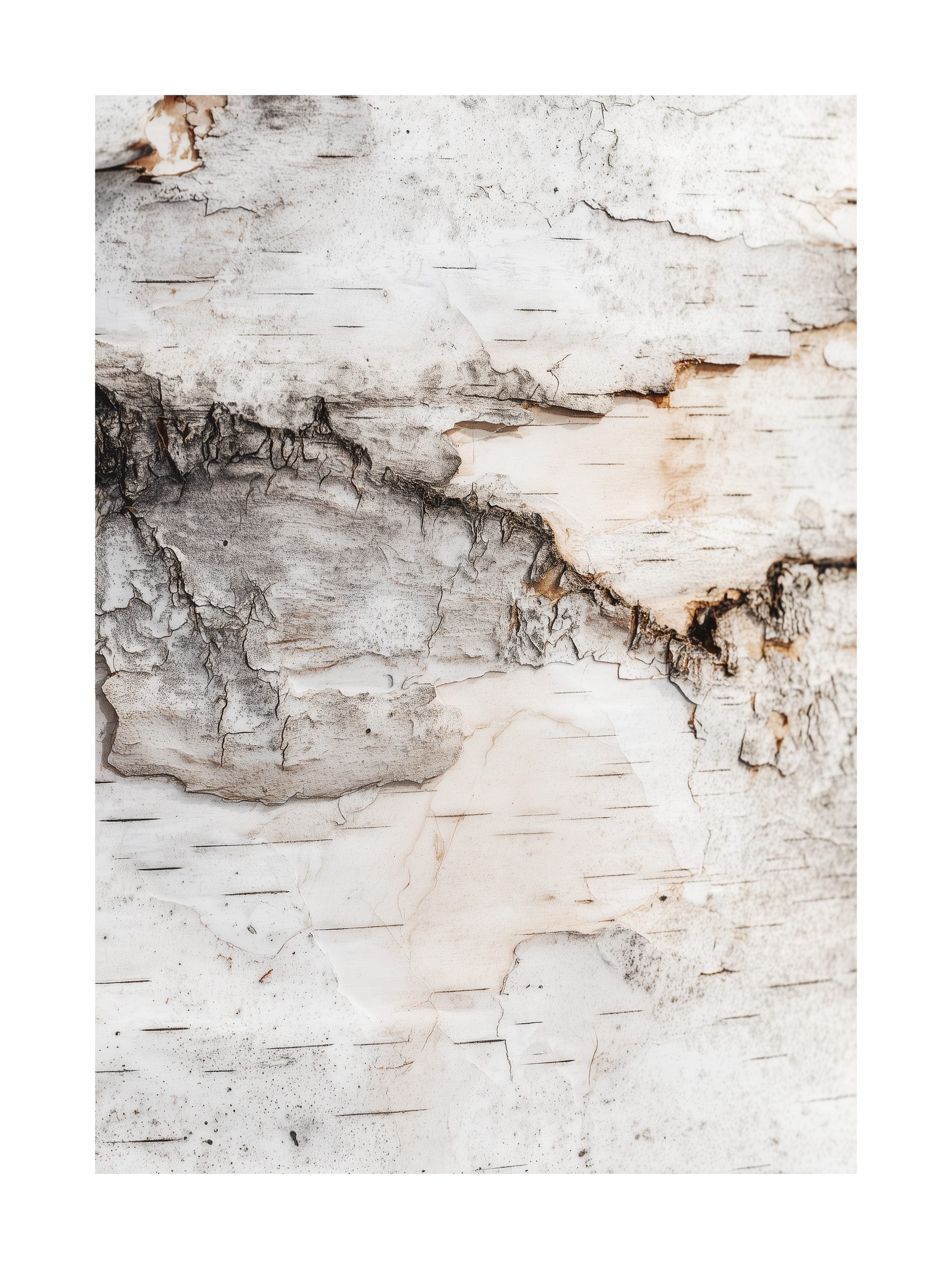 Birch Bark Texture Poster