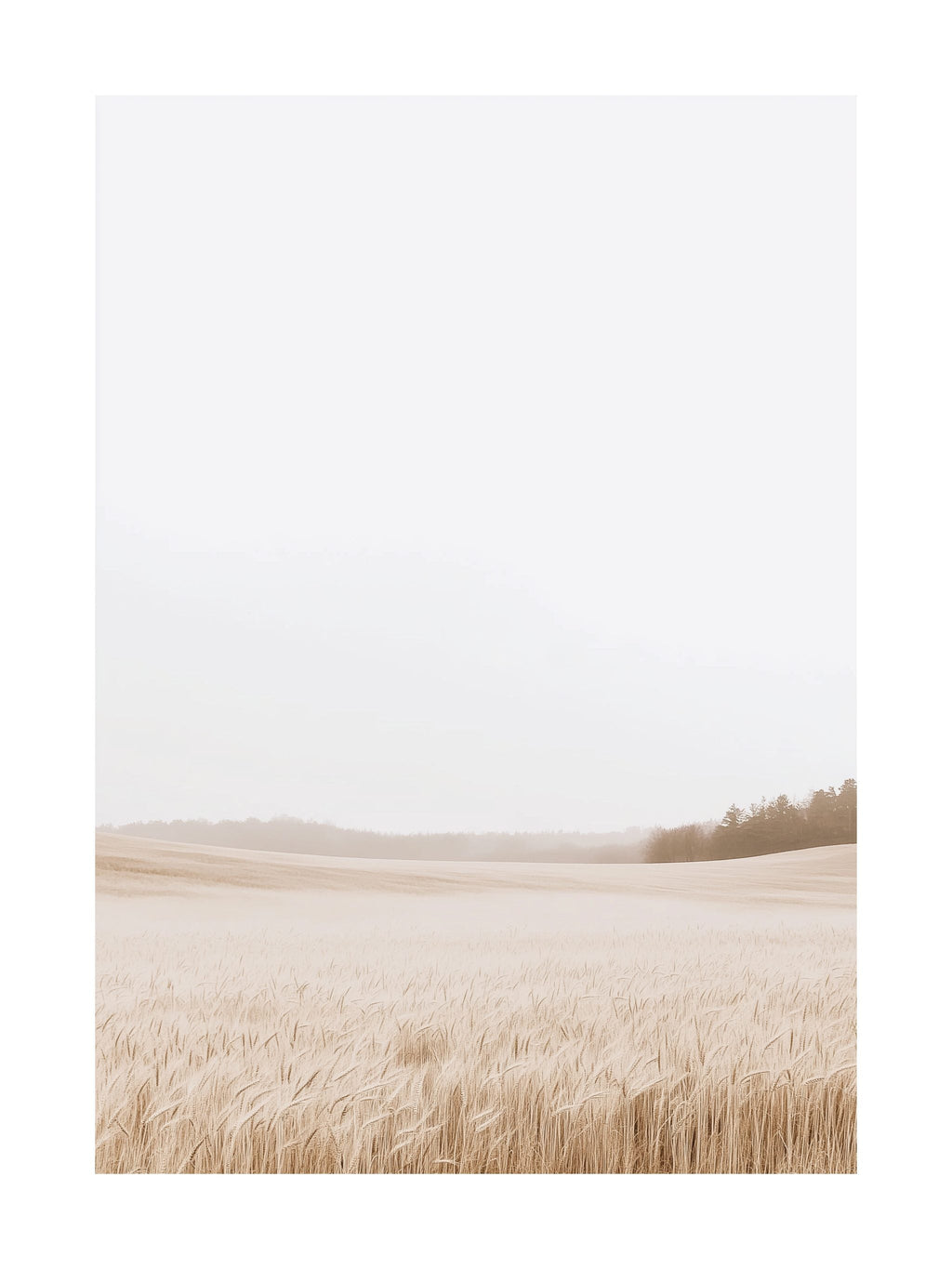 Misty Wheat Field Poster