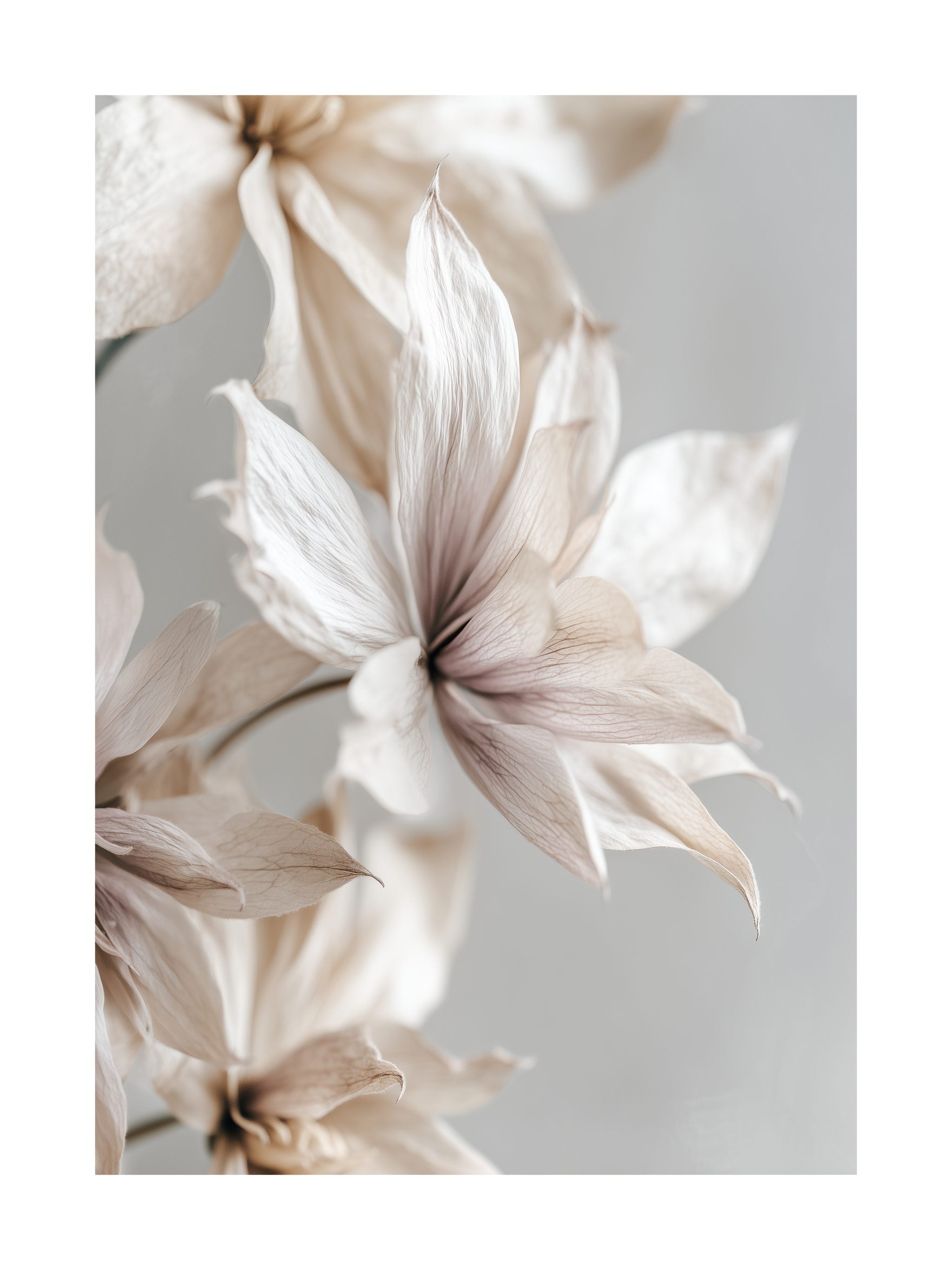 Soft Botanical Close-Up Poster