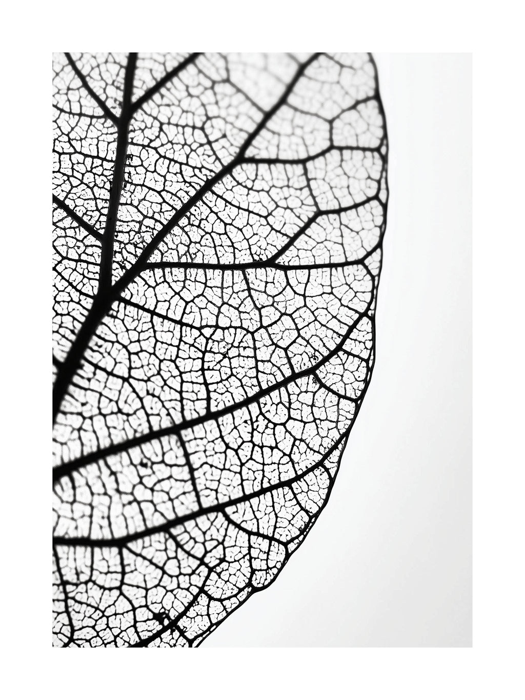Leaf Veins Close-Up Poster