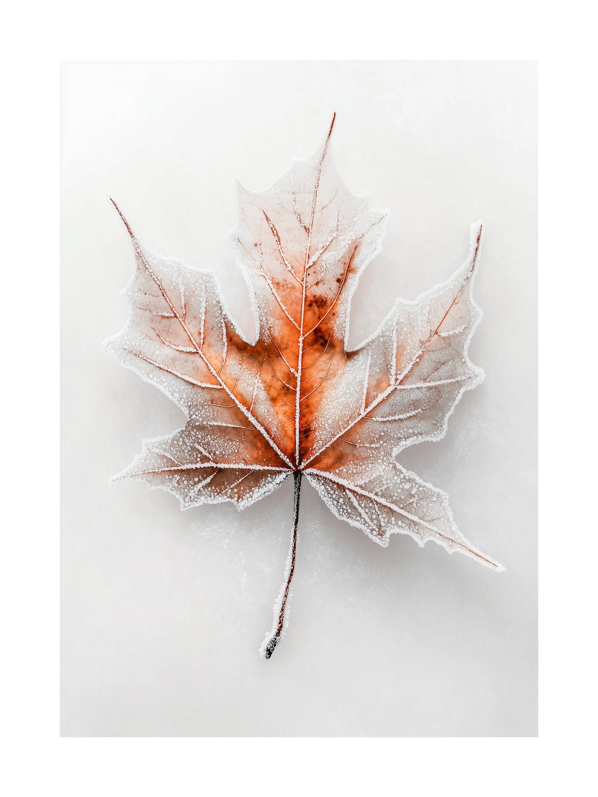 Frosted Maple Leaf Poster