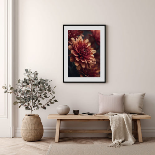 Chrysanthemum Bloom Poster