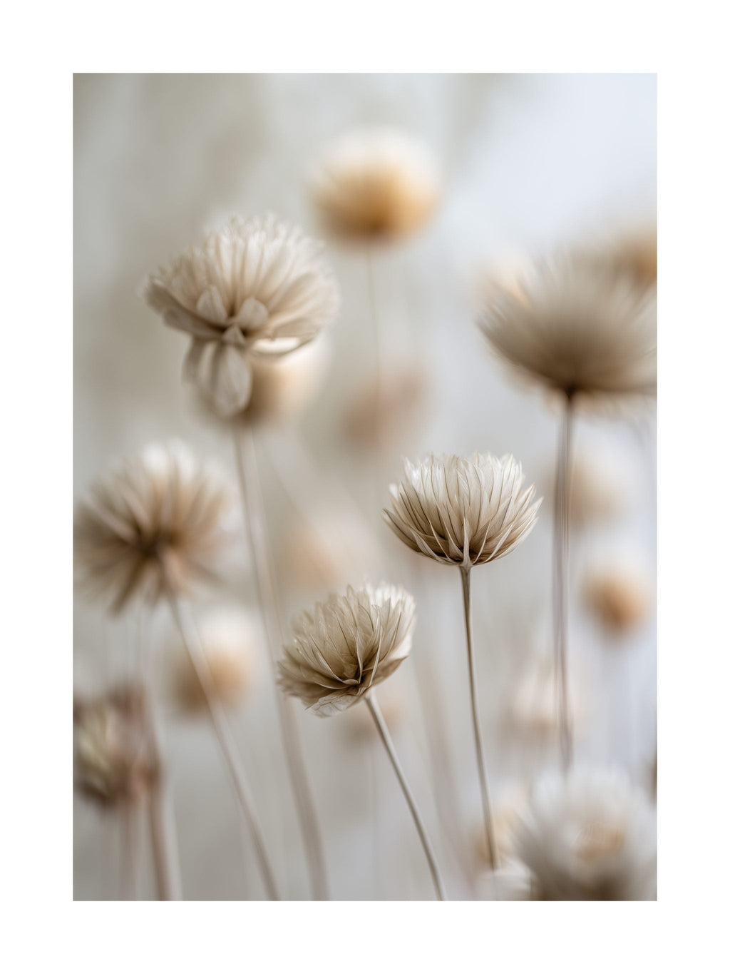 Delicate Dried Flowers Poster