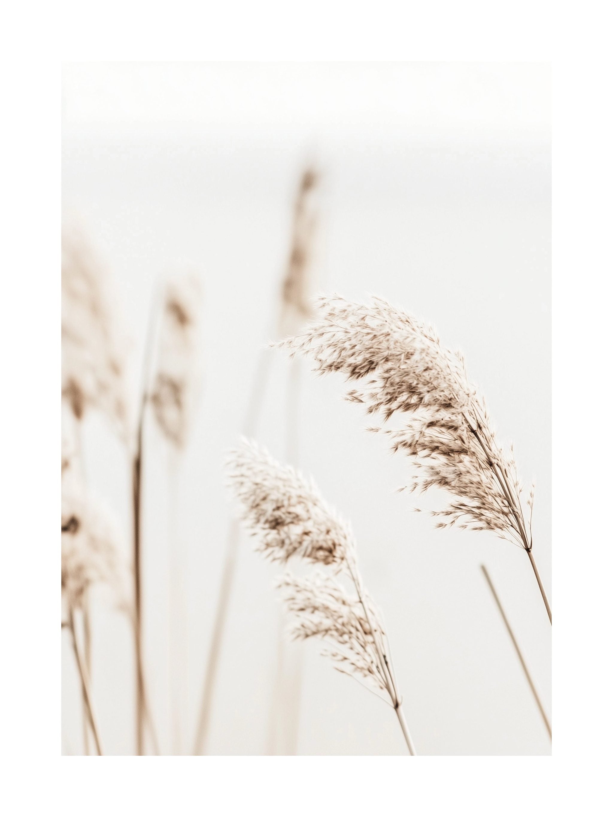Soft Reeds Close-Up Poster