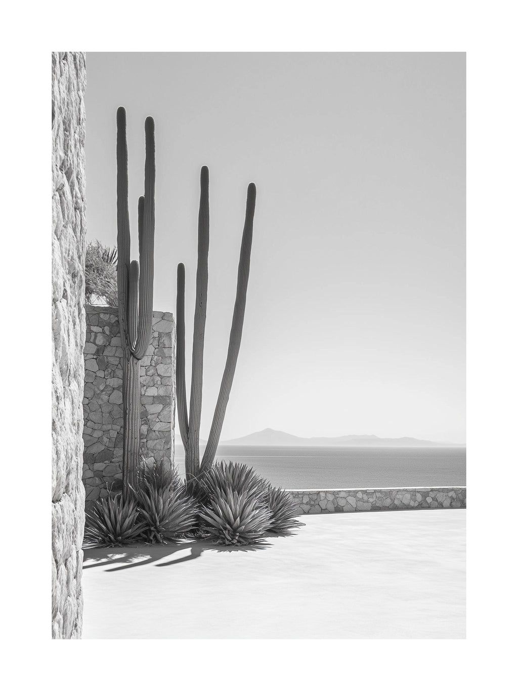 Cactus Courtyard Poster