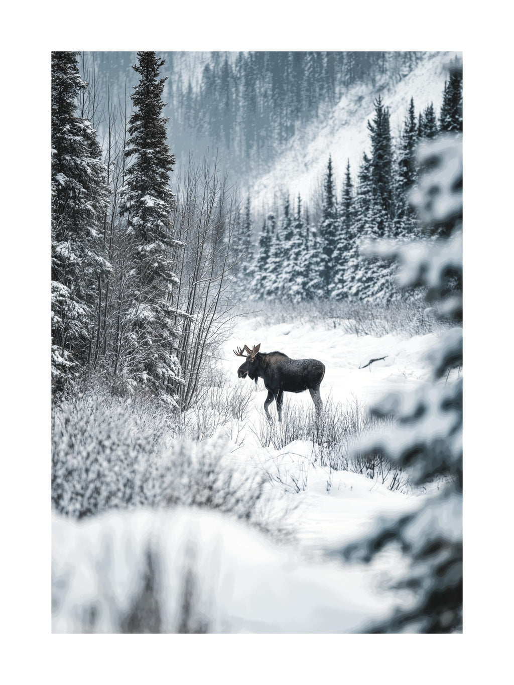 Nordic Moose in Winter Forest Poster