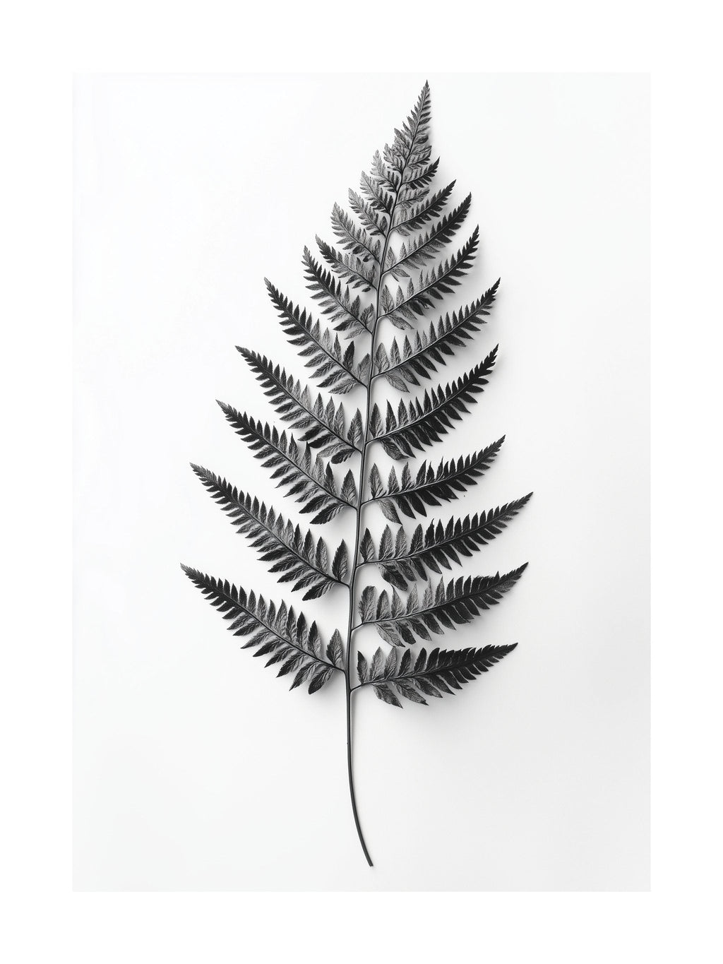 Feathered Fern Poster