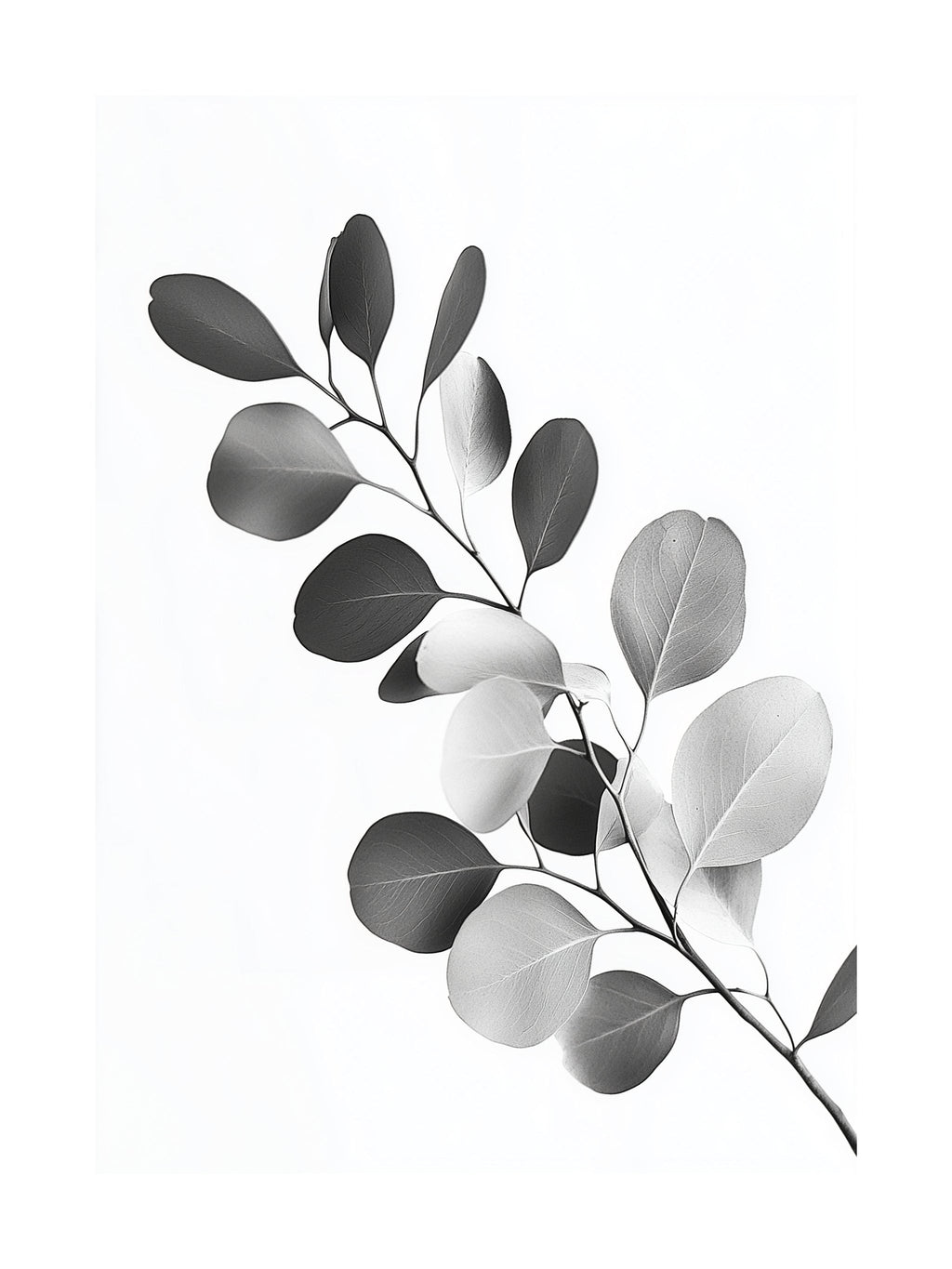Eucalyptus Branch Poster
