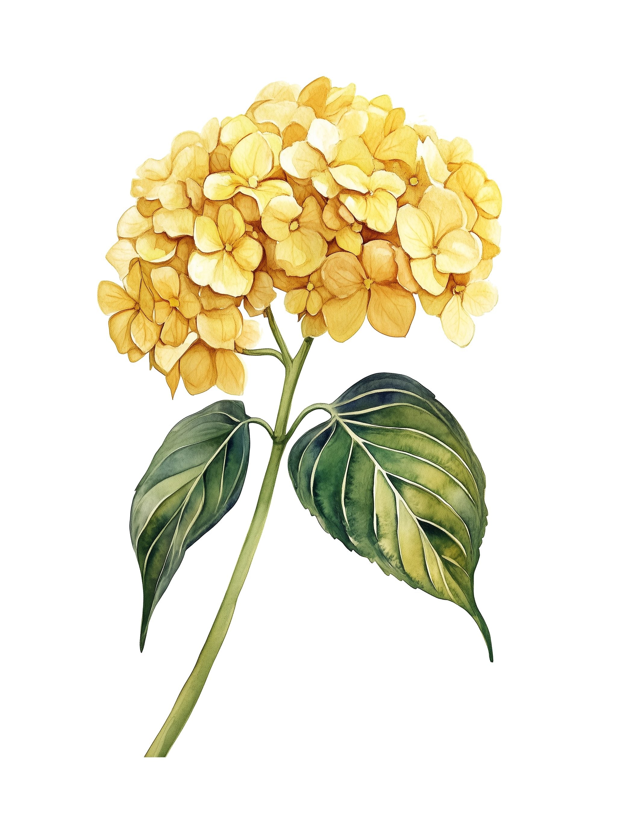 Yellow Hydrangea Poster