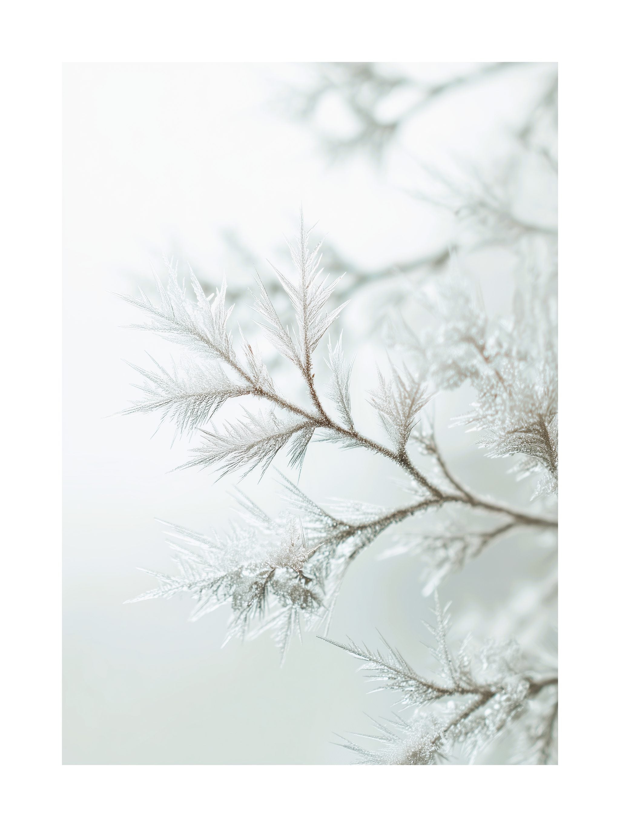 Frosted Branches Poster