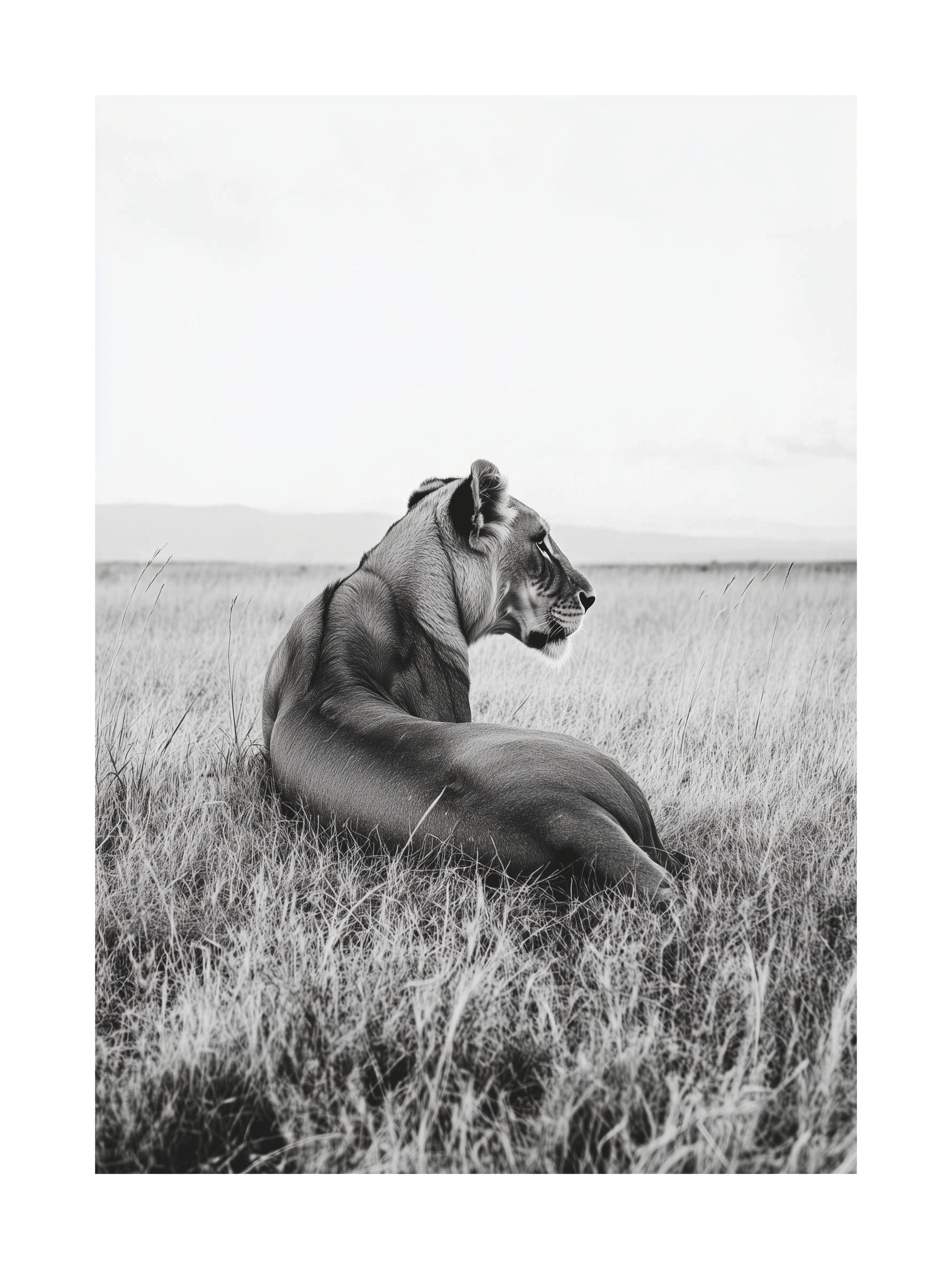 Resting Lioness Poster