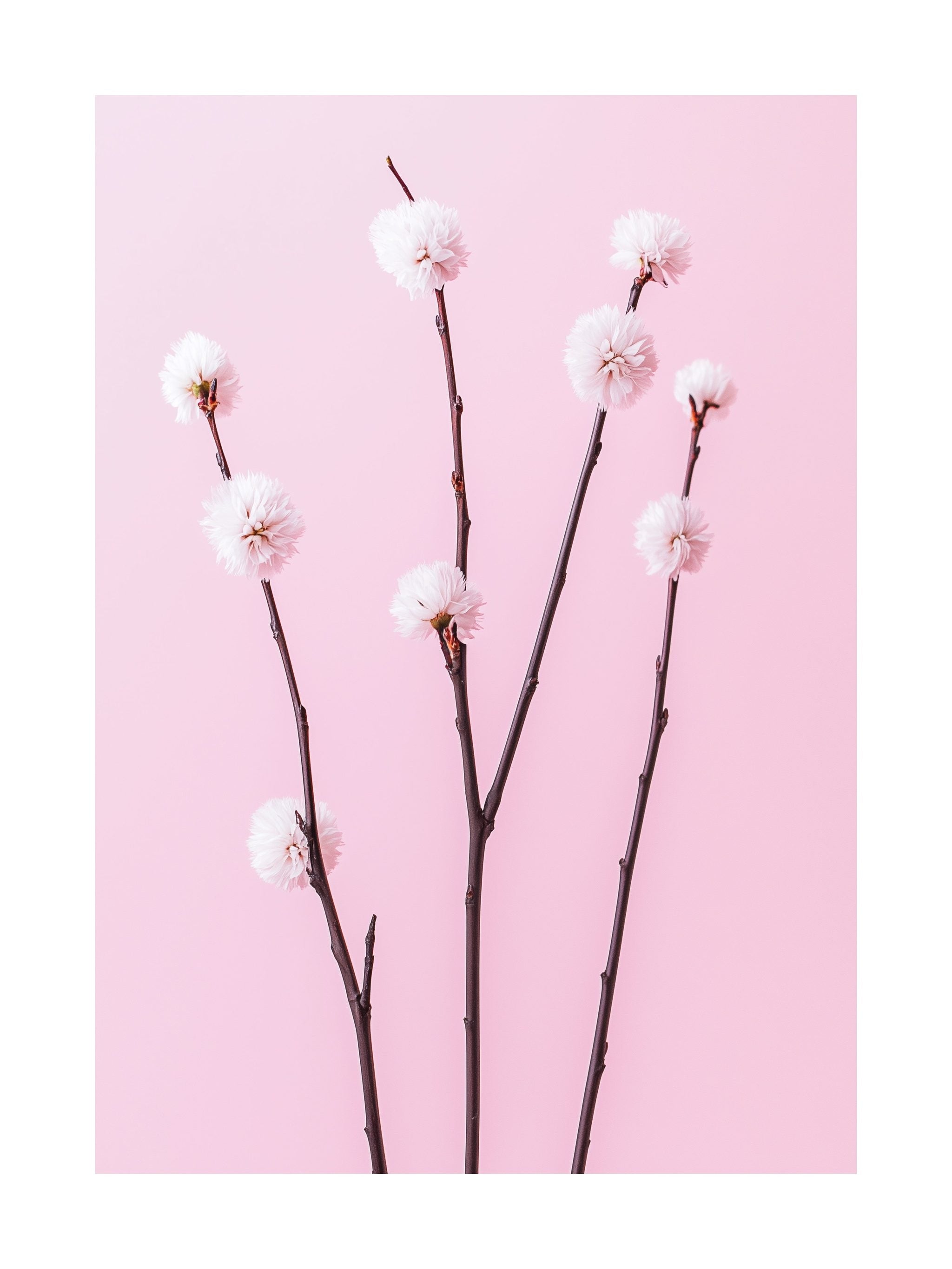 Blushing Branches Poster